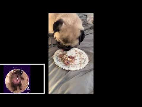 Happy 2nd Birthday Lilibeth! (CH Pickwick’s Show the World How to Smile)