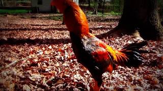 Saigon White Dragon Stags