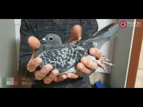 IT-22-264589 31 Final