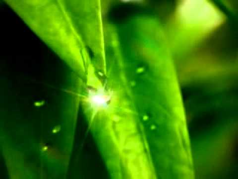 Download Nature Love Mp4