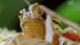 Praying Mantis Documentary Part 2