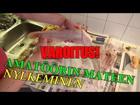 Mateen Nylkeminen - Amatöörin soppakalan perkaaminen ( Madepilkki - Merikoski - Burbot Clean )