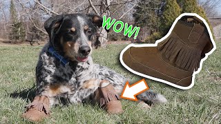 Malka Reviews: Cowboy Boots for Dogs