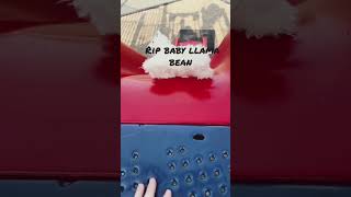 Rip llama bean #Amywowww ￼￼