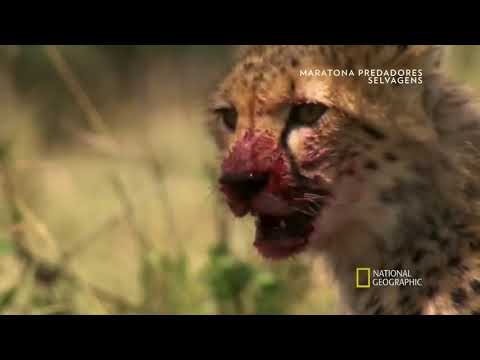 A VIDA SECRETA DOS PREDADORES