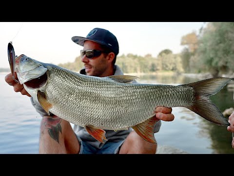 Asp Fishing from the Shore