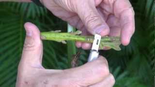 Veneer grafting avocado tree with some complications. Injerto de Aguacate.