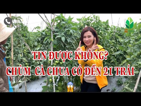 , title : 'Cà chua trồng 7 vụ liên tục trên luống cũ -  21 trái trên 1 chùm - 0868506065'