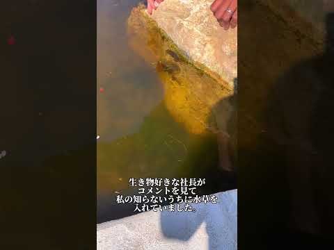 造園 – 最大限の快適さを実現する 26 のトレンディーなアイデア  庭園