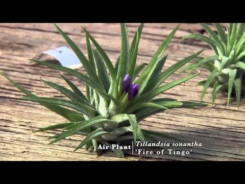 download lagu mp3 mp4 Types Of Air Plants, download lagu Types Of Air Plants gratis, unduh video klip Types Of Air Plants
