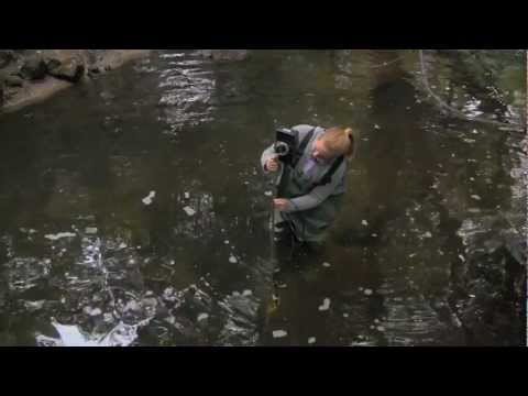 Water Resources Engineer