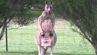 preview picture of video 'Crazy Cap'n Kangaroo at Halls Gap BIG4 Parkgate, Grampians NP, Victoria, Australia'