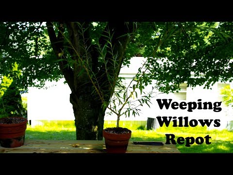 #5 - Repotting Weeping Willows