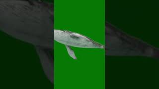 Download lagu Humpback whale green screen mp3 Download lagu Humpback whale green screen mp3