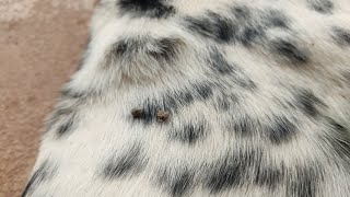 Good dog coco #pets #dog #animals #ticks