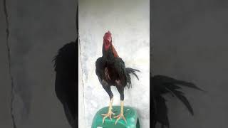 Download lagu Kokok ayam Bangkok Jawara mp3