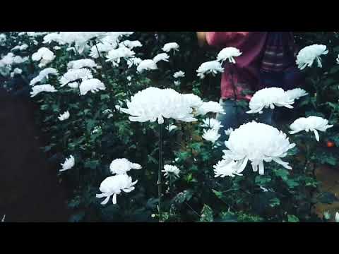 beautiful flower garden in malino