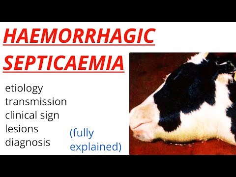 , title : 'Haemorrhagic Septicaemia | HS | etiology | transmission | clinical sign | diagnosis |'