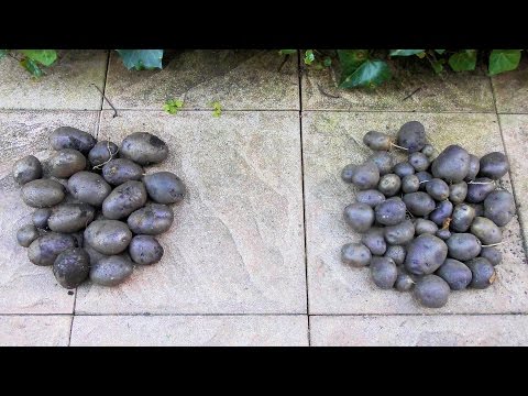 🥔Small or large seed potatoes?