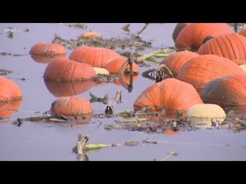 Pumpkin fields turn to quagmires in Snoqualmie Valley