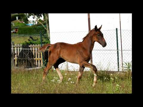 San Diór v. Donier - Sancisco OLD - Ex Libris