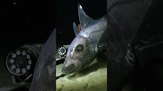Download lagu The Elusive Deep Sea Chimaera #shorts mp3