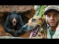 Trapped Under A Rock With A Bear Bear Hunting