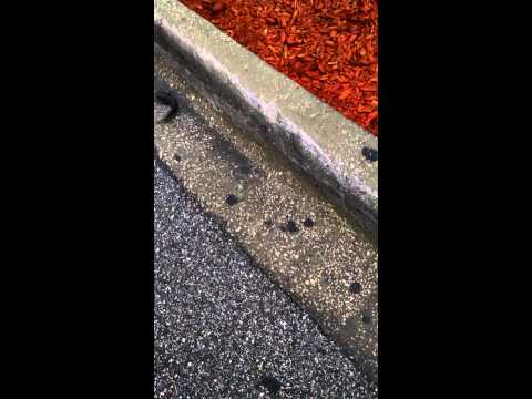 The Invasive Catfish That Walks Across Parking Lots - Cool Green Science