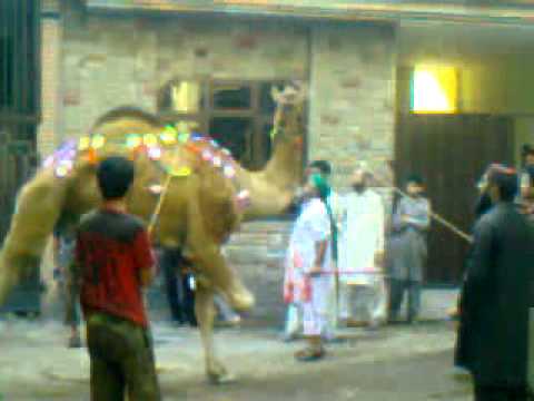Aslam camel