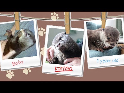 カワウソ コタロー　かわいい赤ちゃん時代から現在までの指しゃぶり　Kotaro the Otter Sweetest Sucking Finger Memories
