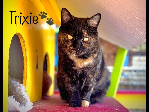 Trixie, an adoptable Tortoiseshell & Domestic Short Hair Mix in Williamsburg, NM_image-1