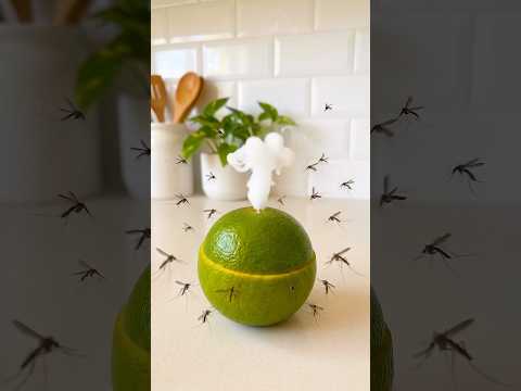 Homemade repellent recipe for mosquitoes, gnats, blowflies, and cockroaches #life #health