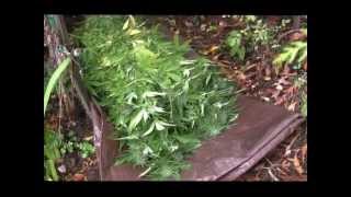 Outdoor Harvest Day -HD- Legal Medical Marijuana plants