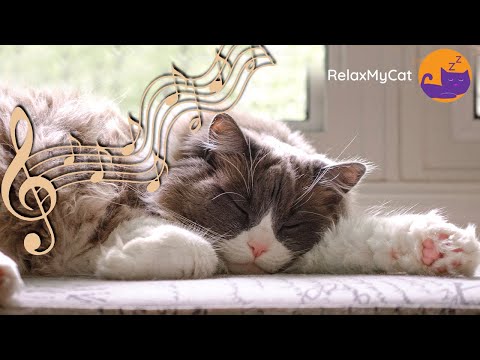 Calming Music for Cats - 20 HOURS of 528Hz Healing Music 🎶