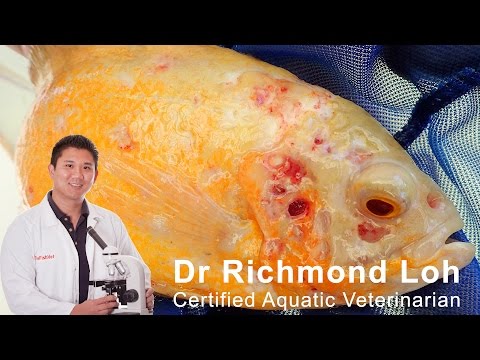 Watch Video on YouTube