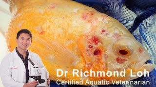 Download lagu Hole In The Head Disease (HITH) - Causes and how to treat, Oscar cichlids with HITH mp3 Download lagu Hole In The Head Disease (HITH) - Causes and how to treat, Oscar cichlids with HITH mp3