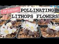 POLLINATING LITHOPS FLOWERS 🌼🌱💖