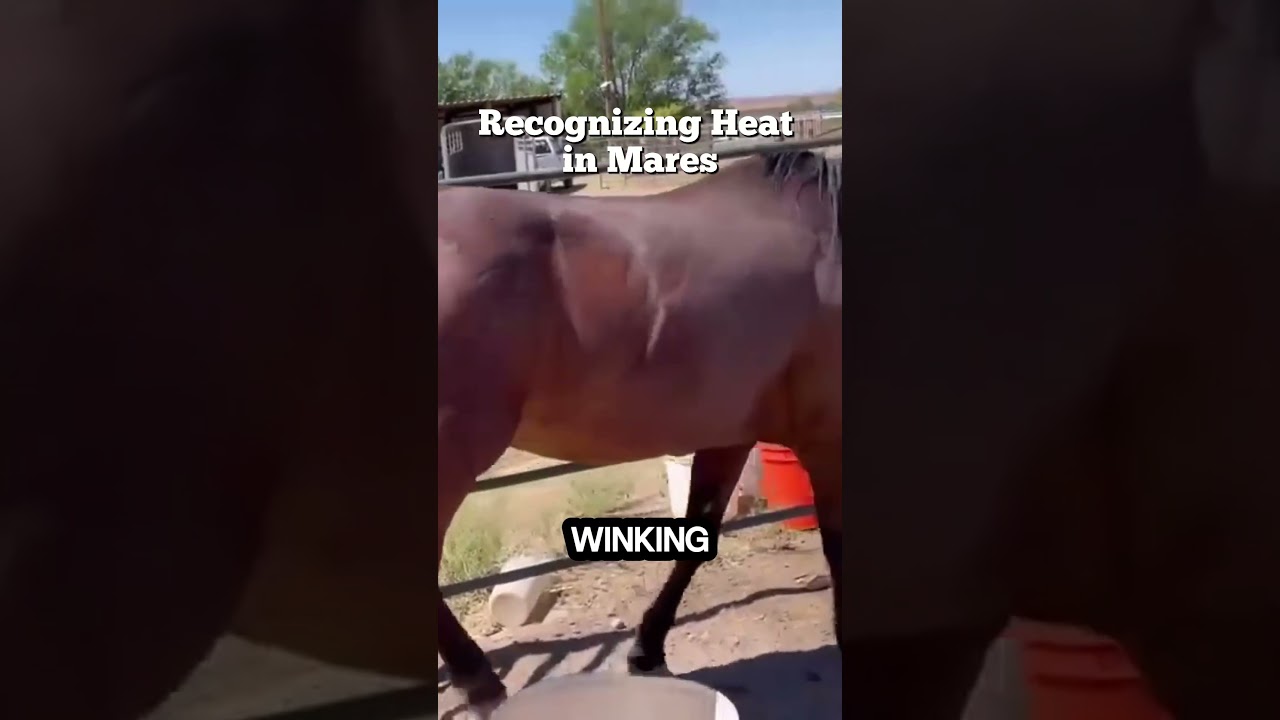 Recognizing Heat in Mares  A Step by Step Guide #horsebreeds #mares #horse #horses #youtubeshorts