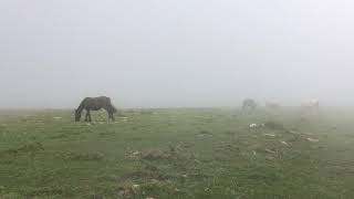 Wildpferde im Nebel an der spanischen Nordküste  I