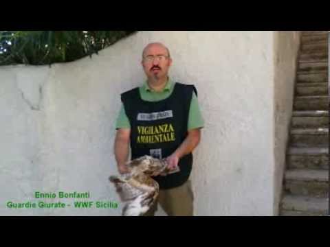 Primo giorno di caccia nel Nisseno: abbattuto rapace protetto