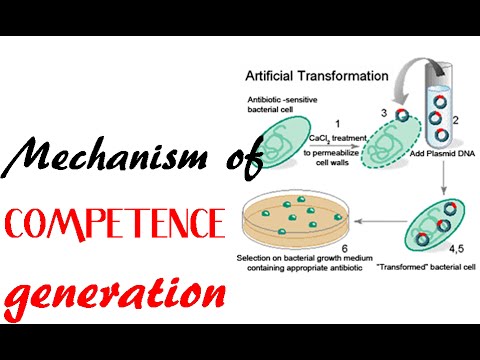 Mechanism of competence generation Video