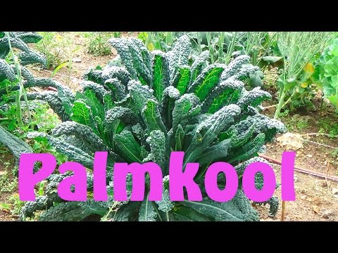 , title : 'Palmkool kweken'