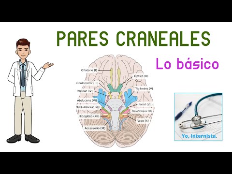 PARES CRANEALES. LO BÁSICO (nervios craneales)