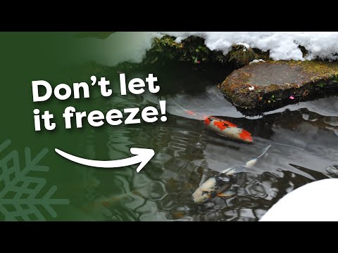 Complete Guide to Winter Pond Care (5 Tips for Clear Water in Spring)