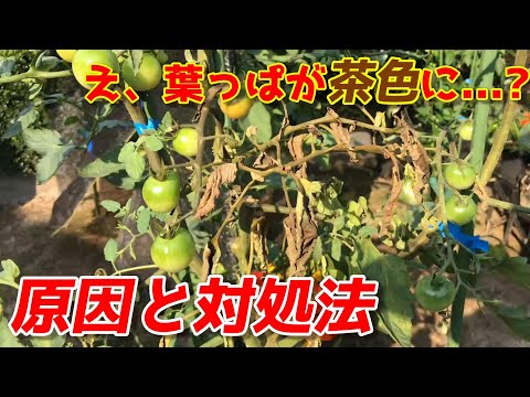 トマトの葉に白い斑点ができる 3 つの原因 (およびその対処法)  庭園