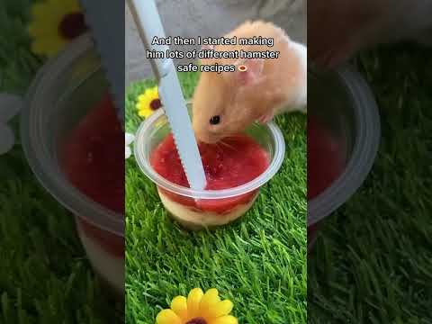 How to tame your hamster ❤️ #shorts