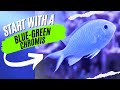 The Blue Green Chromis Easy Reef Tank Fish For Beginners 5 Quick Tips