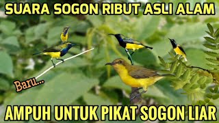 Download lagu Baru!! Suara pikat burung sogok ontong paling ampuh | Suara pikat sogon liar mp3