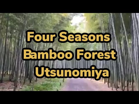 Four Seasons Bamboo Forest ,Utsunomiya