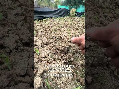 Chapolas disponibles desde el municipio de Guadalupe huila